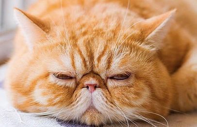 kater